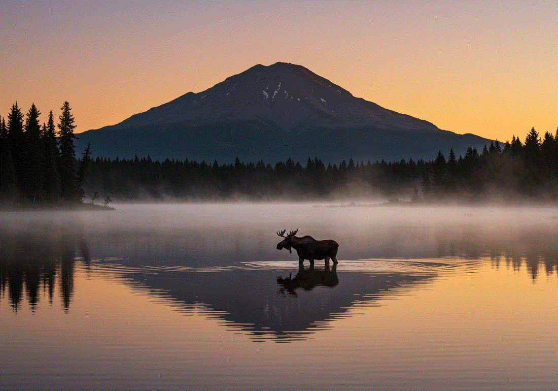 The Story Behind the Moose: From Glacier to Great Coffee - origin of Diving Moose Coffee