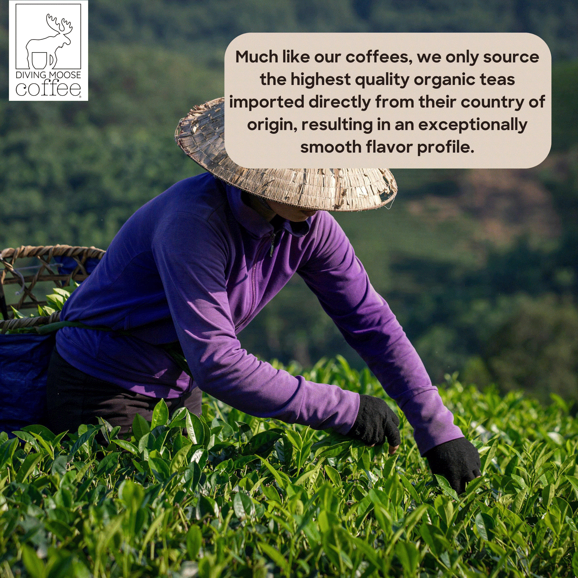 Person harvesting organic tea leaves for high-quality ceremonial grade matcha tea.