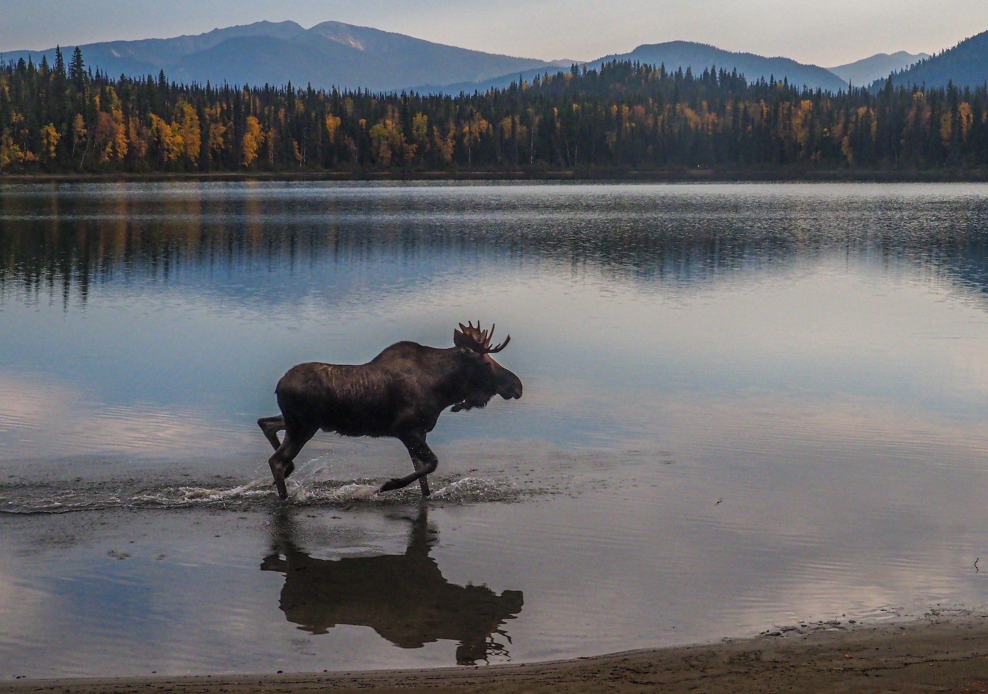 A great photo of a moose in water by Lesly Derksen on Unsplash